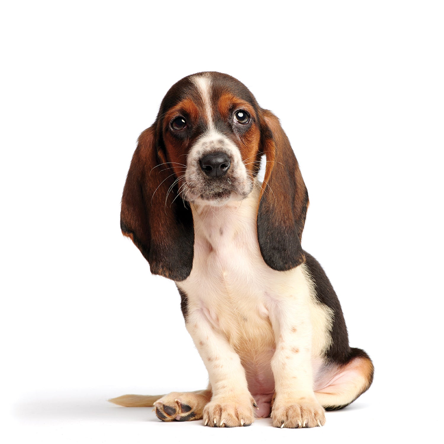 A Bassett Hound puppy