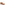 Sandal Ladies Summer Tan Hush Puppies Stacey Sandal
