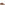 Mens Formal Lace Up Shoes Tan Hush Puppies Kendrick Shoes