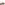 Slip On Ladies Shoes Tan Hush Puppies Shelby Loafer