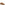 Lace Mens Summer Tan Hush Puppies Rafael Shoe